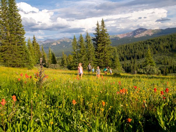 A group of people is hiking through a scenic meadow filled with wildflowers, surrounded by pine trees and mountains in the background.